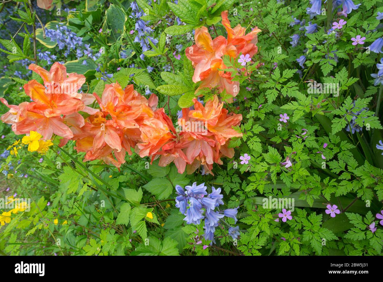 Blühende rosa Rhododendron im VanDusen Botanical Garden, Vancouver, British Columbia, Kanada. Stockfoto