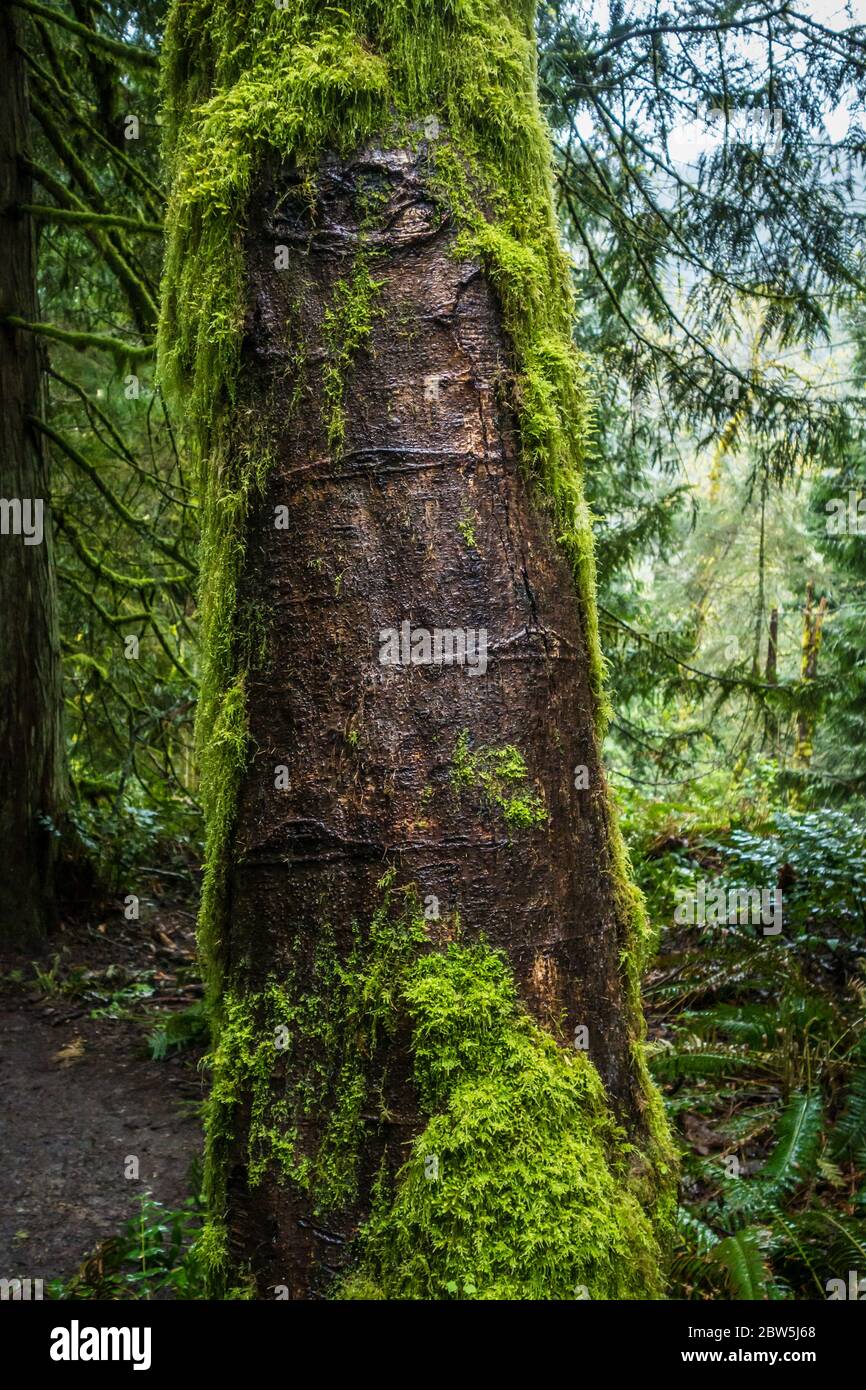 Moos bedeckten Baum mit einem Auge. Tiger Mountain, Washington State, USA. Stockfoto