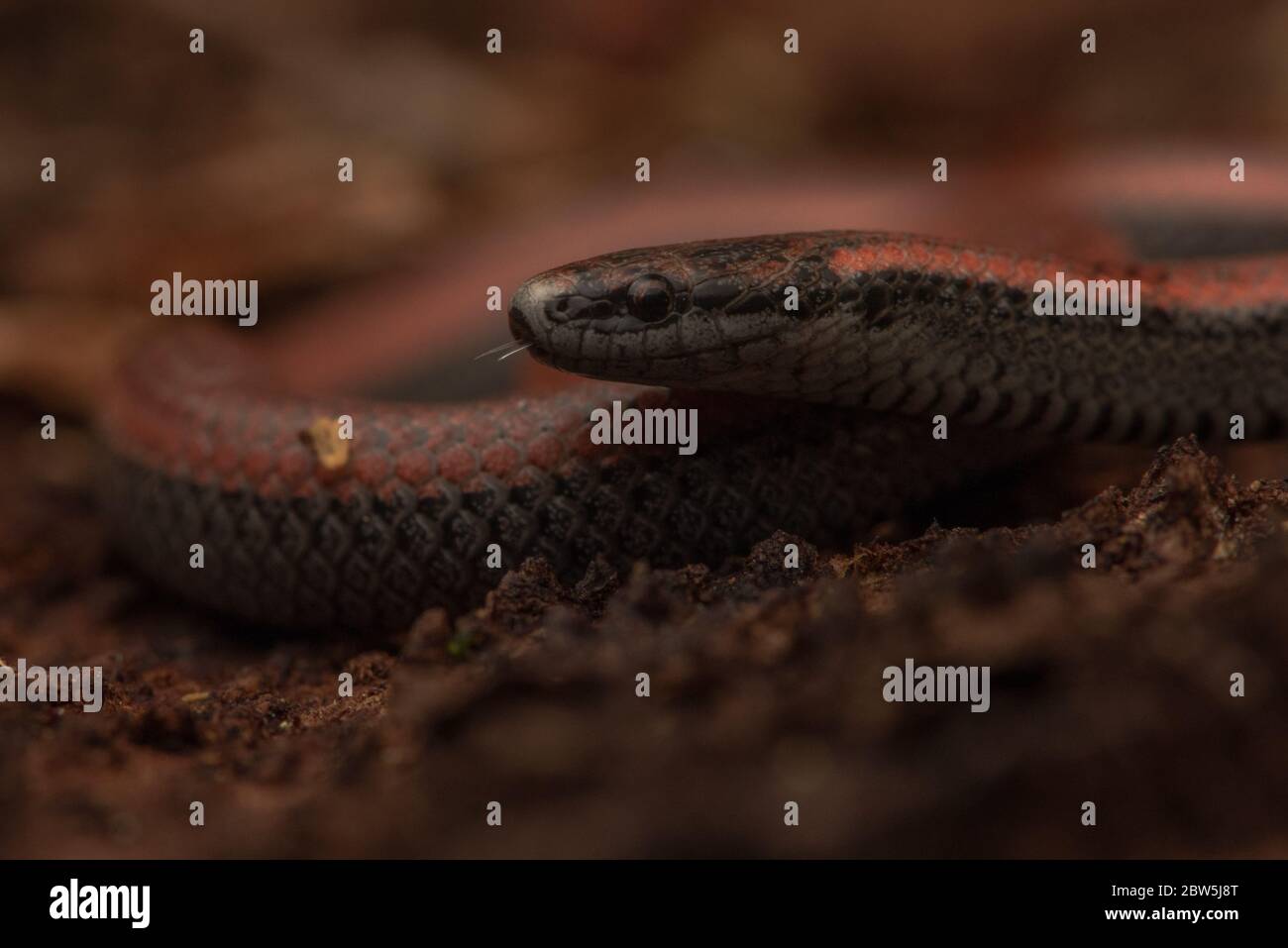 Eine Schlangenschlange (Contia tenuis) eine kleine Schlange, die an der Westküste endemisch ist. Stockfoto