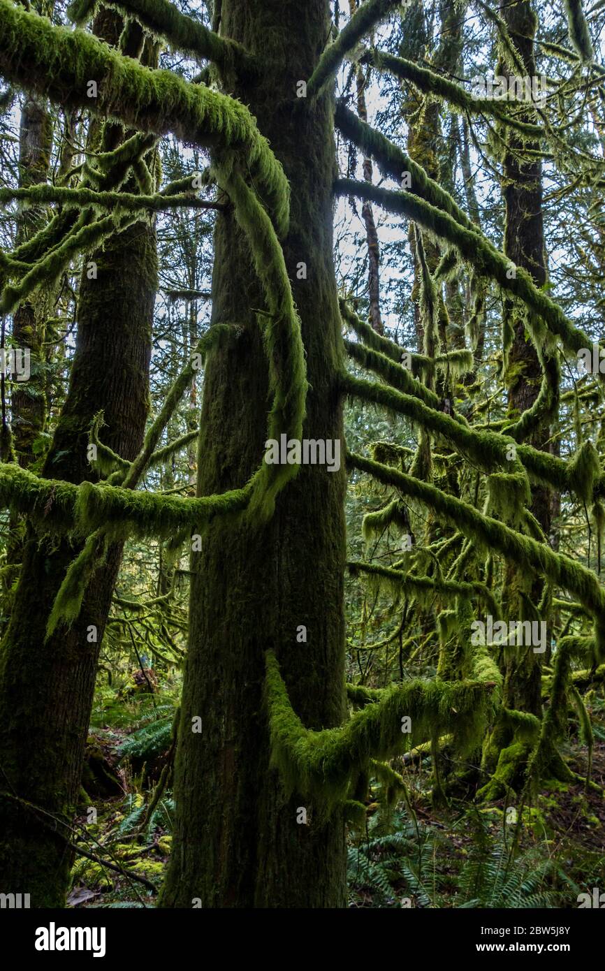 Zedernbaum und Moos, Tiger Mountain, Washington State, USA. Stockfoto