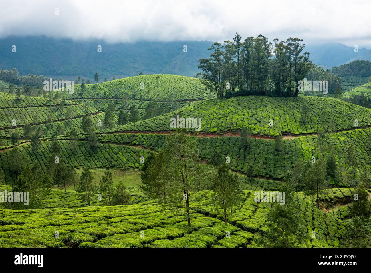 Die gepflegten Reihen von Teeplanten auf einem Hügel in der Nähe von Munnar, Kerala, Indien. Silbereiche Bäume werden in der Regel auf Bergrücken angebaut, um im Sommer Schatten zu spenden Stockfoto