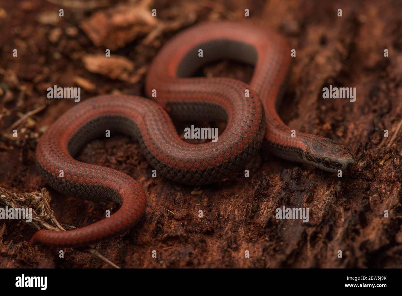Eine Schlangenschlange (Contia tenuis) eine kleine Schlange, die an der Westküste endemisch ist. Stockfoto