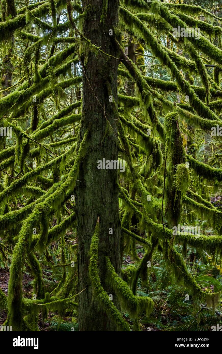 Zedernbaum und Moos, Tiger Mountain, Washington State, USA. Stockfoto