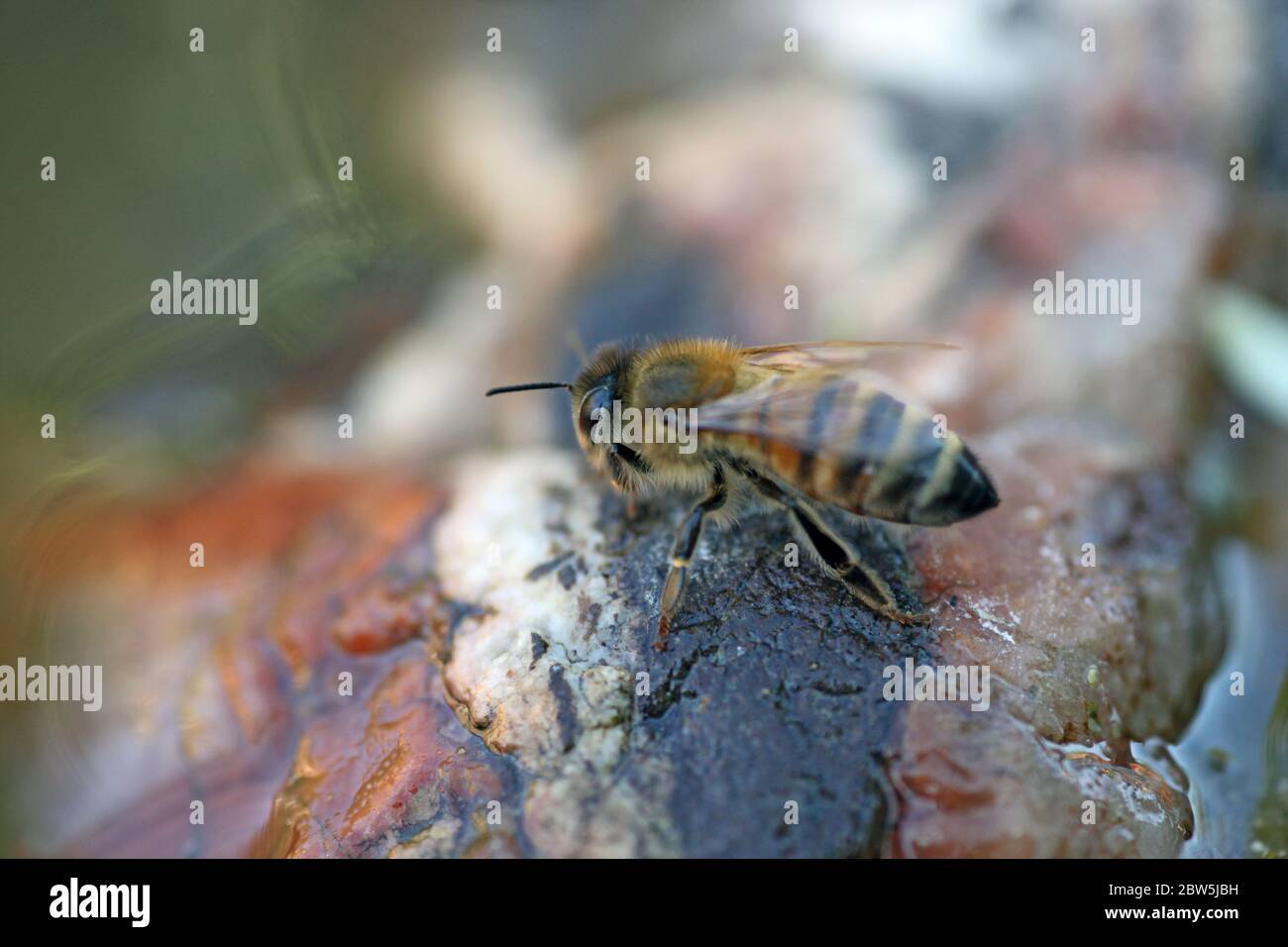 Trinkende biene Fotos und Bildmaterial in hoher Auflösung Alamy