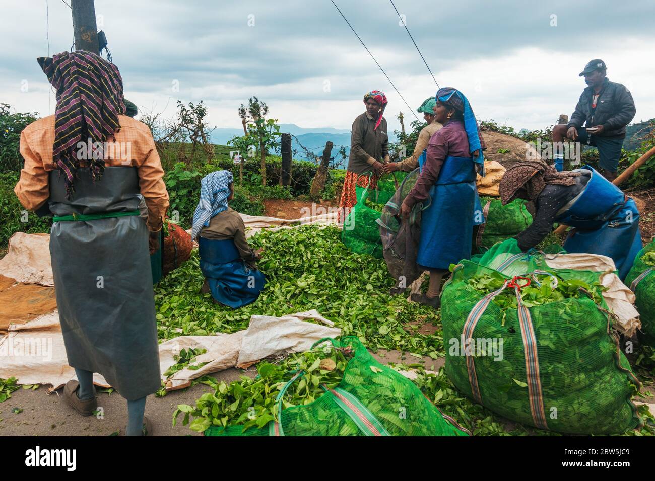 Weibliche Tee-Picker entladen und wiegen Beutel mit Teeblättern, die tagsüber in Munnar, Indien, geerntet werden Stockfoto