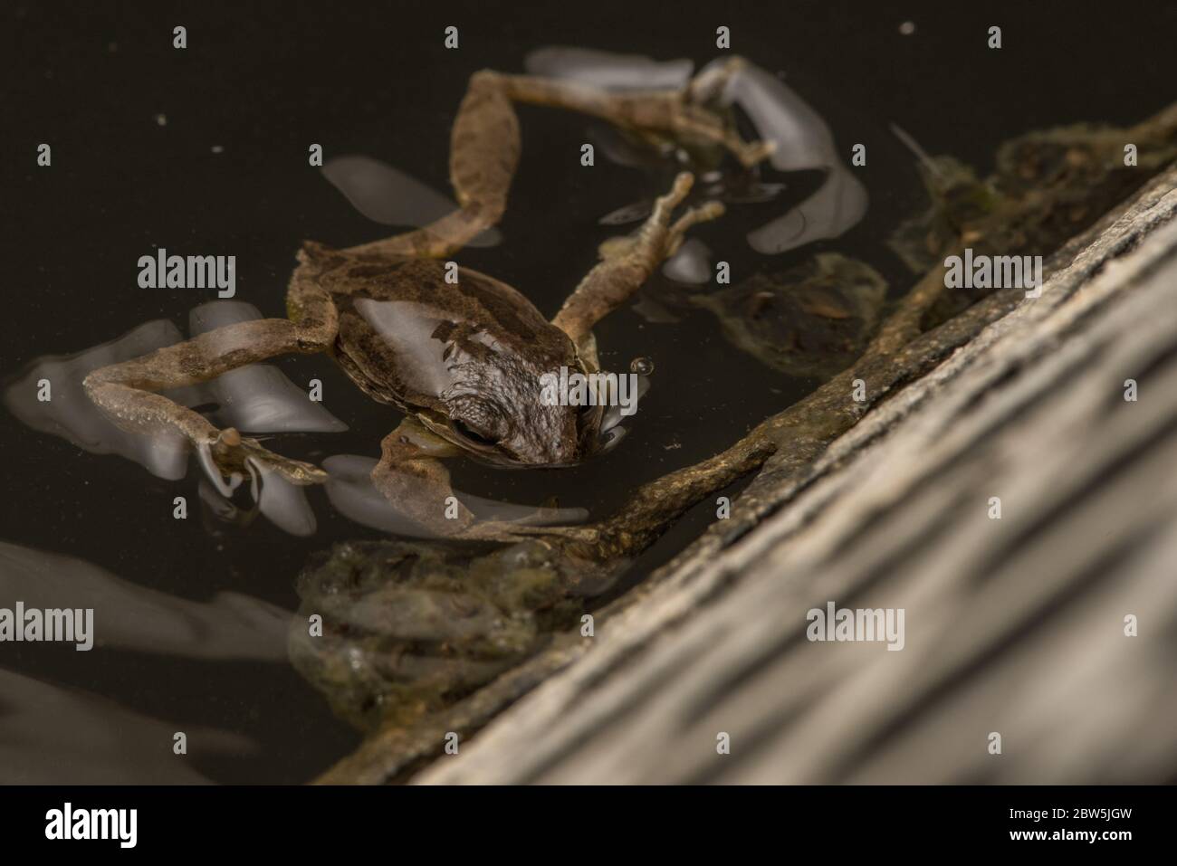 Sierran Treefrog (Pseudacris sierra) früher P. regilla, schwimmend in einem Viehtrinne, sind Eier unter Wasser sichtbar. Stockfoto
