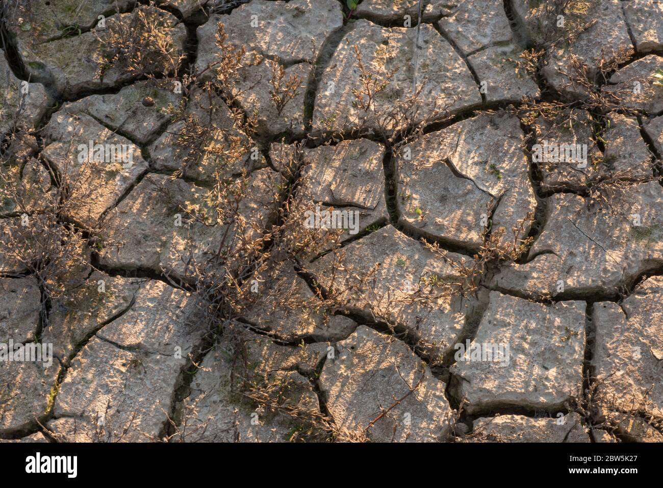 Gesprungener Schlamm, wenn ein Frühlingspool in Zentralkalifornien austrocknet und es keine Feuchtigkeit mehr im Boden gibt. Stockfoto