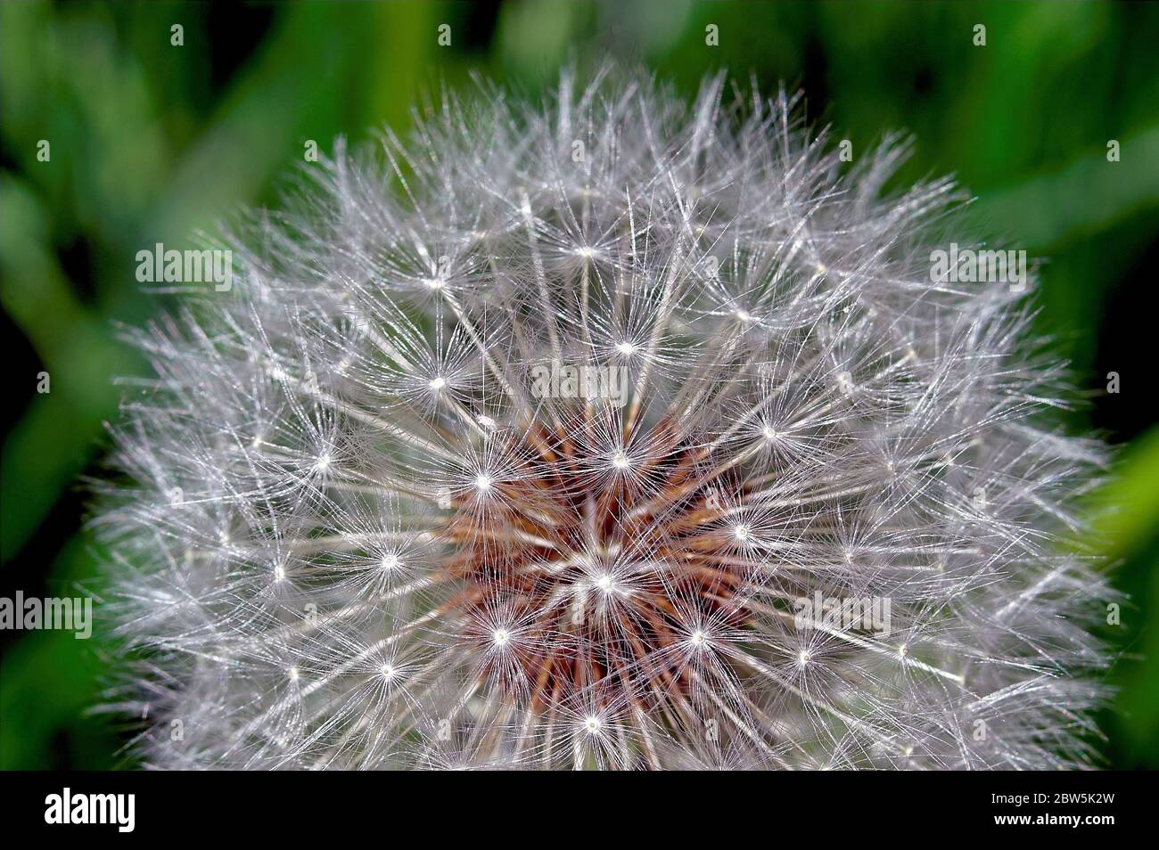 Taraxacum officinale, der Löwenzahn, Samen. Makro. Mniszek pospolity. 普通的蒲公英，種子 Löwenzahn, Samen. Diente de león común, semillas. Stockfoto