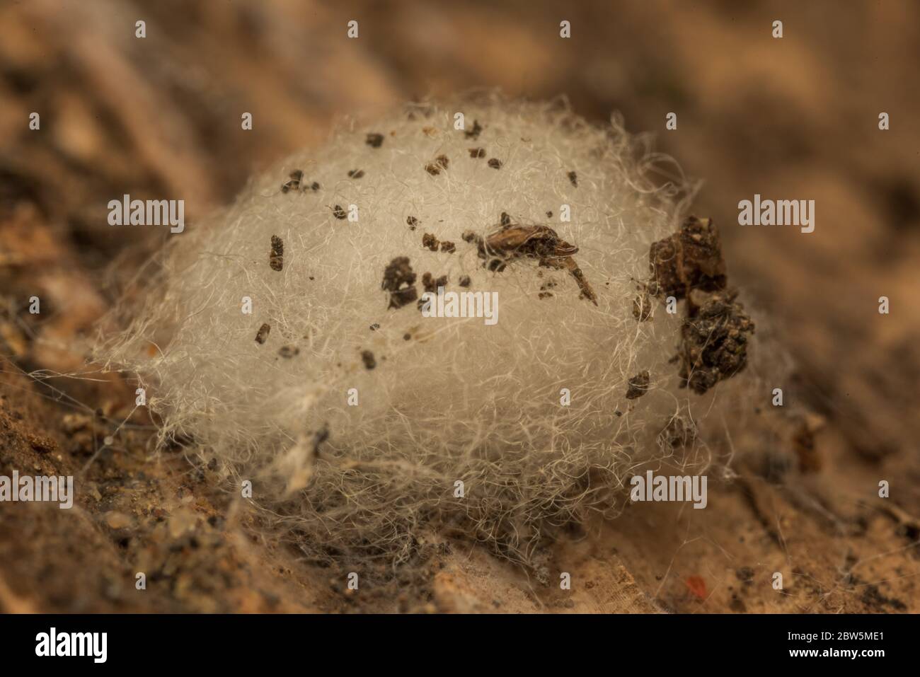 Ein Spinneneiersack auf einem Holzklotz in Berkeley, CA, USA Stockfoto