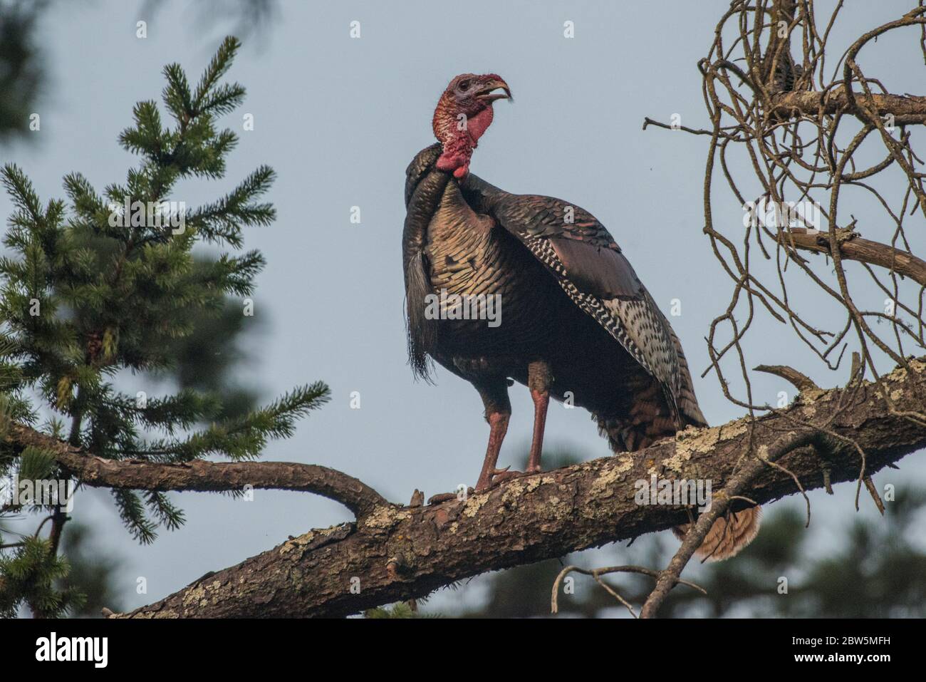 Wilde türkei (Meleagris galopavo) im Tilden Regional Park wurden diese Vögel nach Kalifornien eingeführt und haben sich zu einer etablierten Art entwickelt. Stockfoto