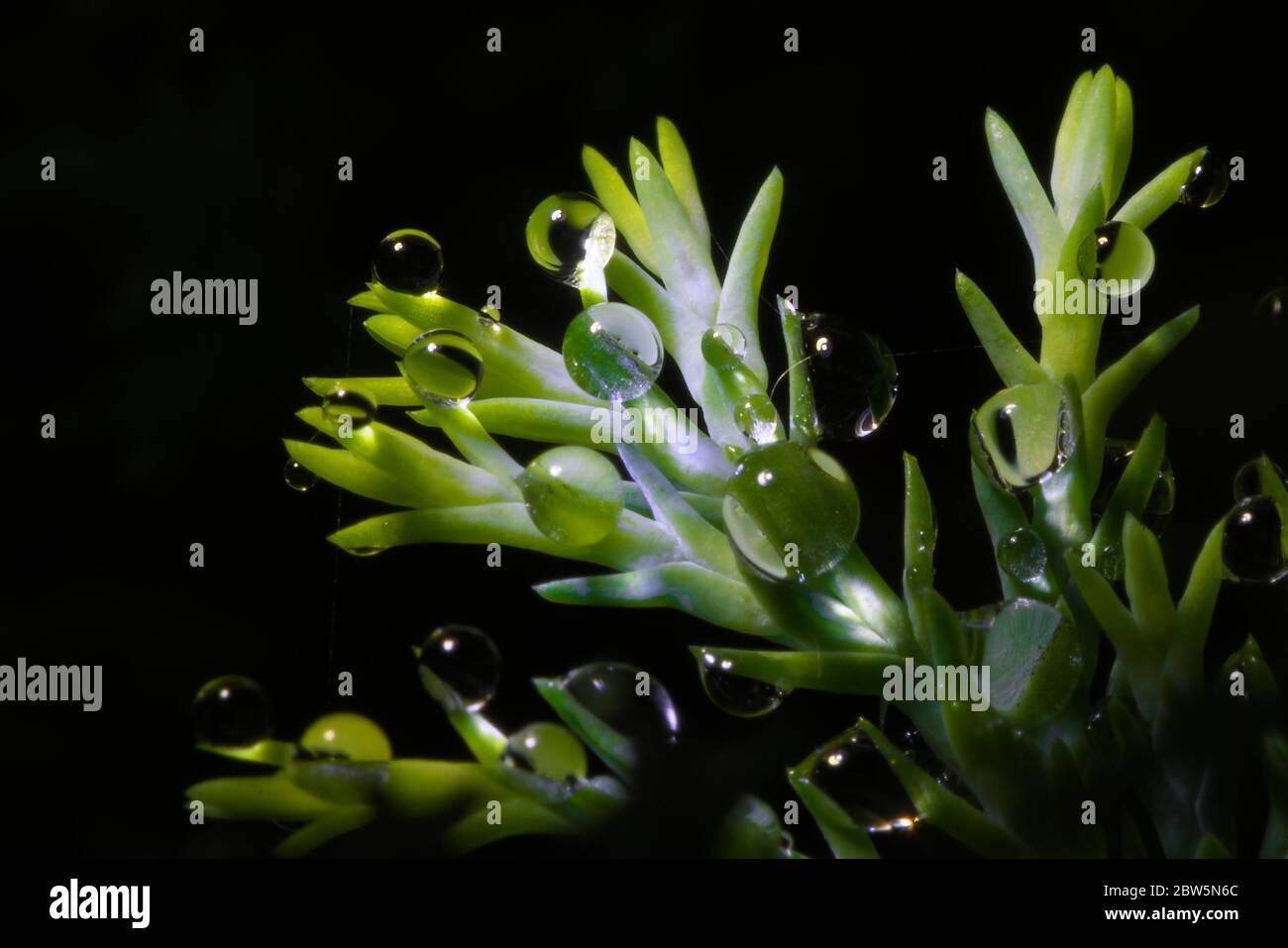 Super Makro von großen Wassertropfen auf Heckenbelaub gegen Schwarz Stockfoto