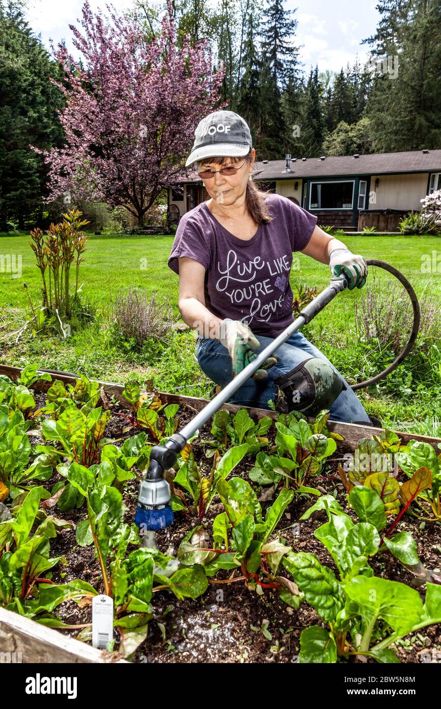 ARC-0042...WASHINGTON - Penelope Protheroe von Angel Resource Commection bewässert den Hausgarten, den sie wächst, um die Obdachlosen zu ernähren. Stockfoto