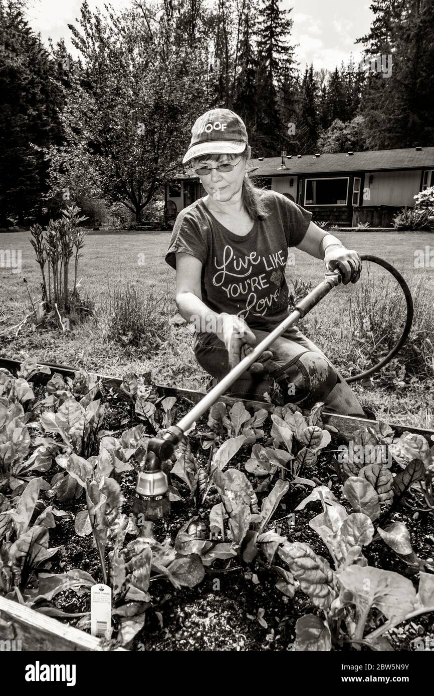 ARC-0042-BW.....WASHINGTON - Penelope Protheroe of Angel Resource Commection bewässert den Hausgarten, den sie wächst, um die Obdachlosen zu ernähren. Stockfoto