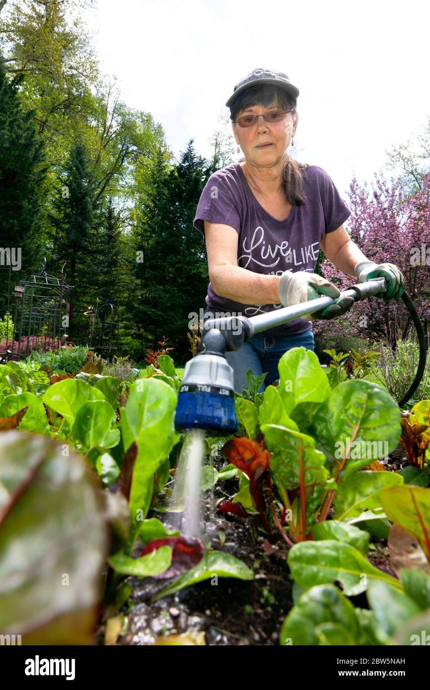ARC-0043...WASHINGTON - Penelope Protheroe von Angel Resource Commection bewässert den Hausgarten, den sie wächst, um die Obdachlosen zu ernähren. Stockfoto