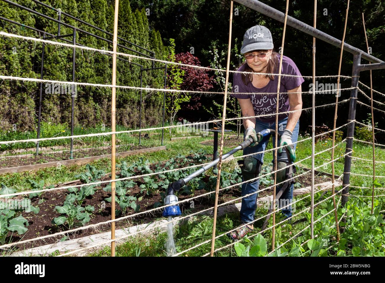 ARC-0044...WASHINGTON - Penelope Protheroe von Angel Resource Commection bewässert den Hausgarten, den sie wächst, um die Obdachlosen zu ernähren. Stockfoto