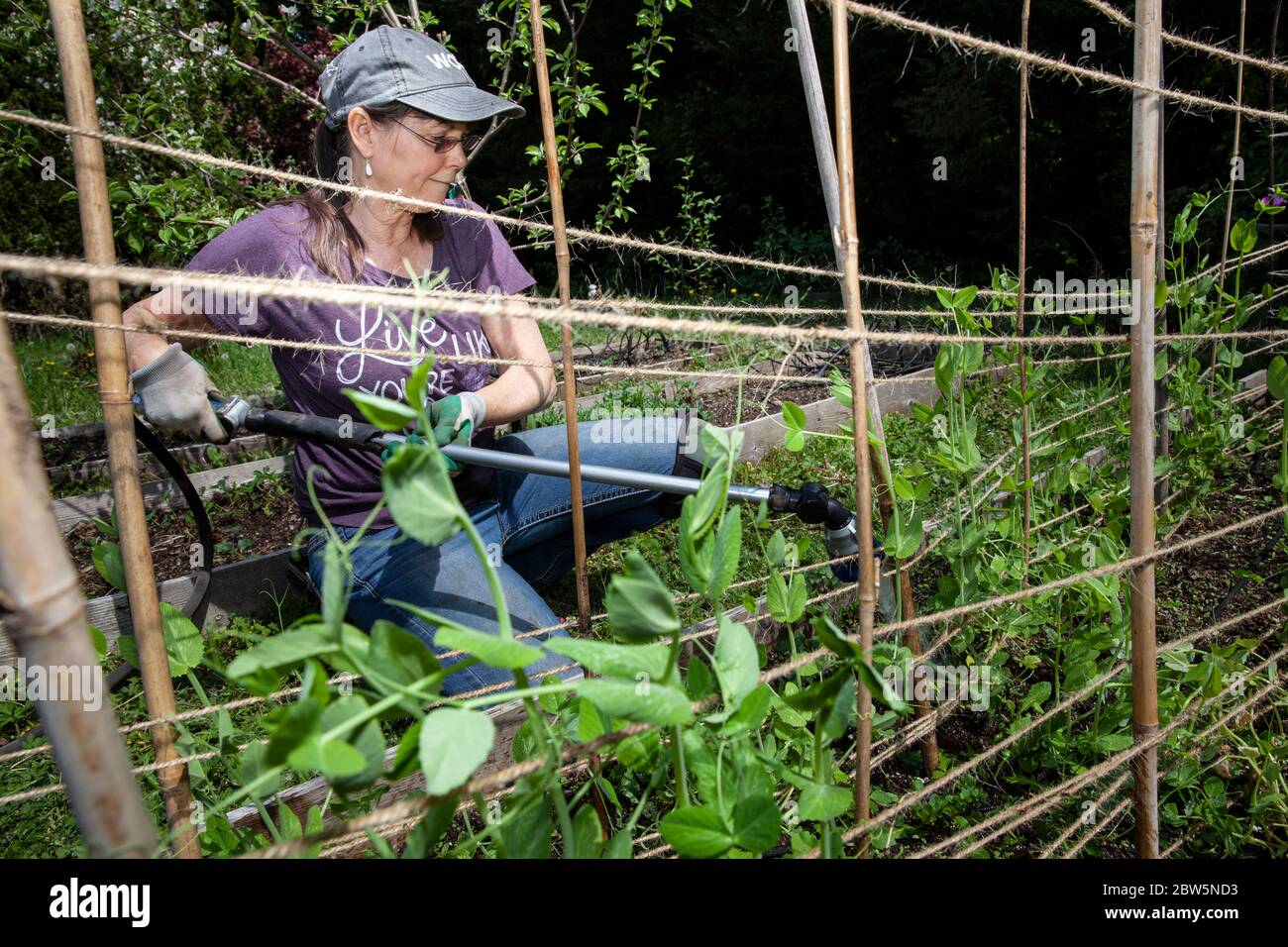 ARC-0045...WASHINGTON - Penelope Protheroe von Angel Resource Commection bewässert den Hausgarten, den sie wächst, um die Obdachlosen zu ernähren. Stockfoto