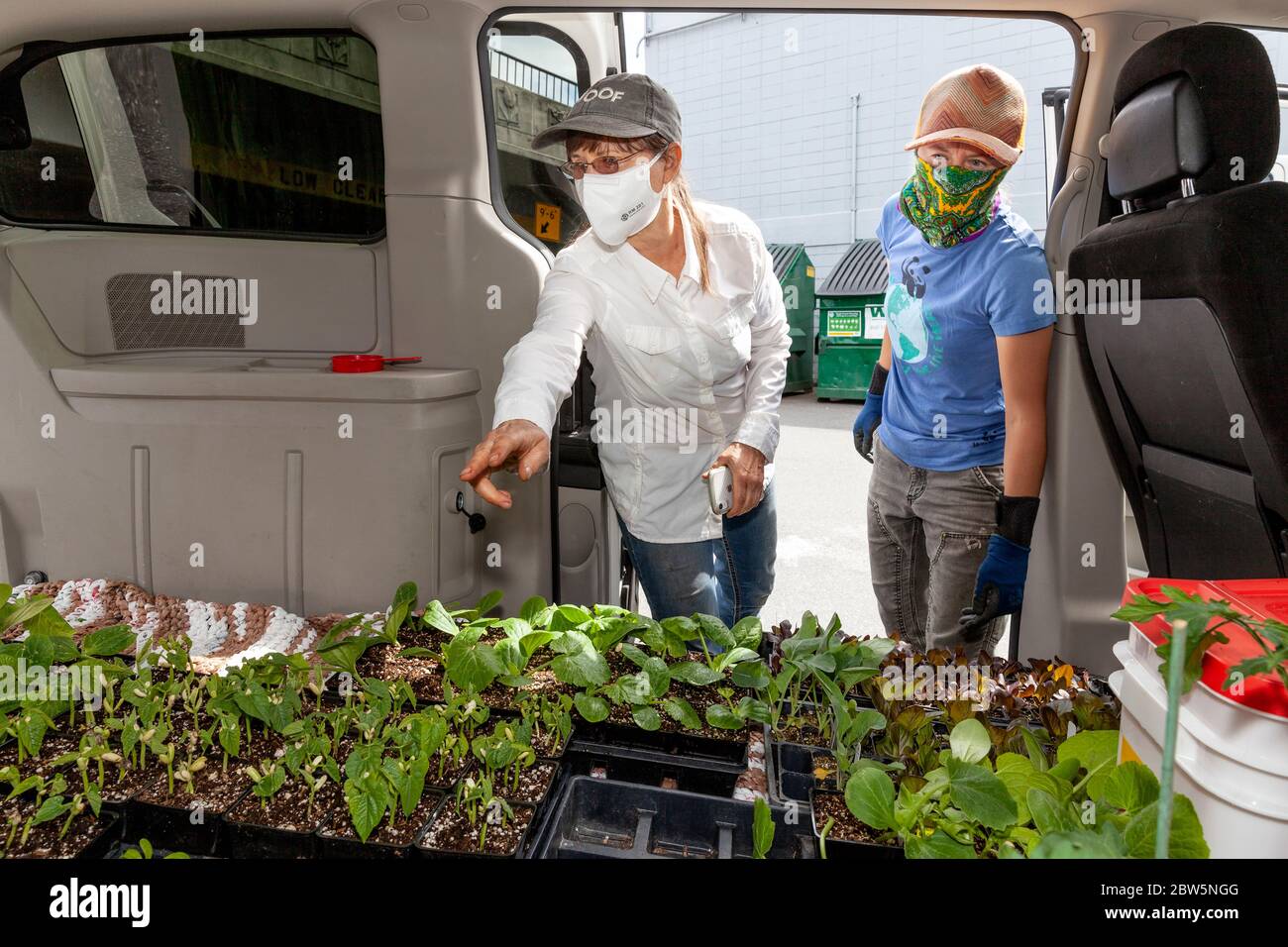 ARC-0048.....WASHINGTON - Penelope Protheroe von Angel Resource Commection Vegetable receiving beginnt von Margart Gerard in ihrem Garten zu Pflanzen. Alle Stockfoto