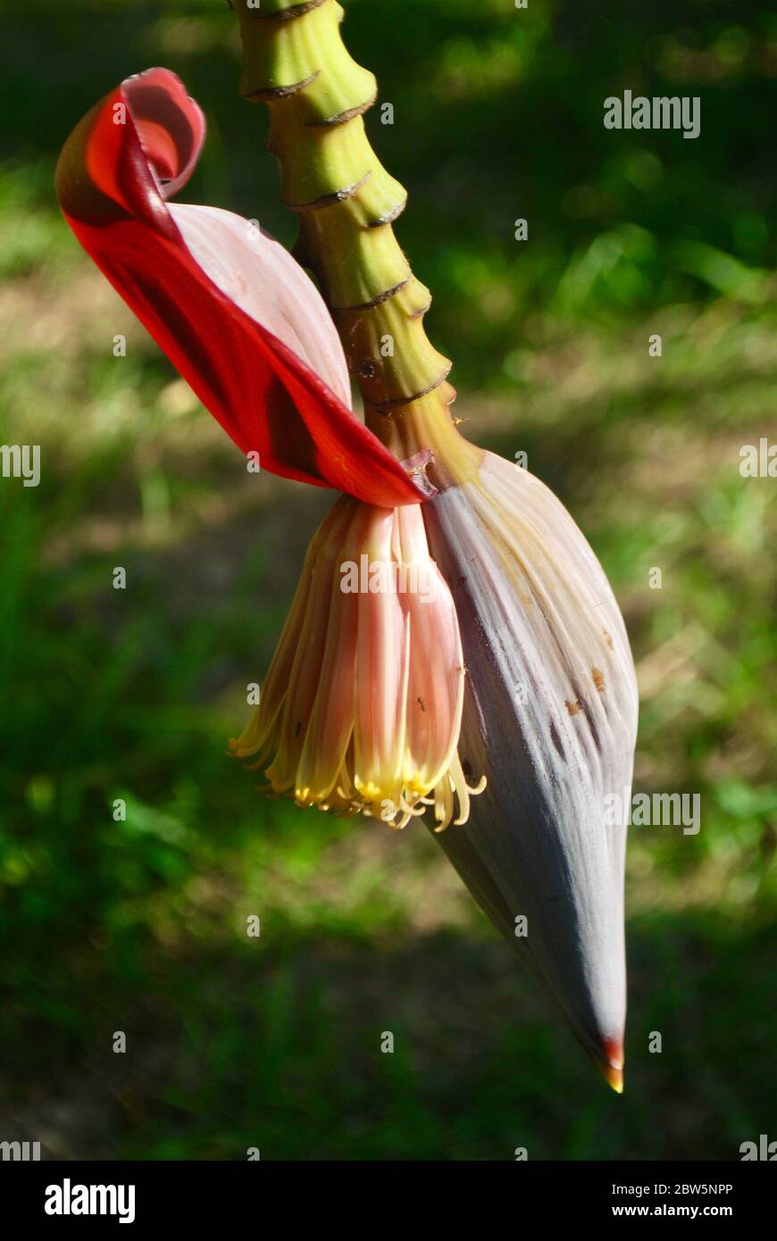 Blhende banane -Fotos und -Bildmaterial in hoher Auflsung  Alamy