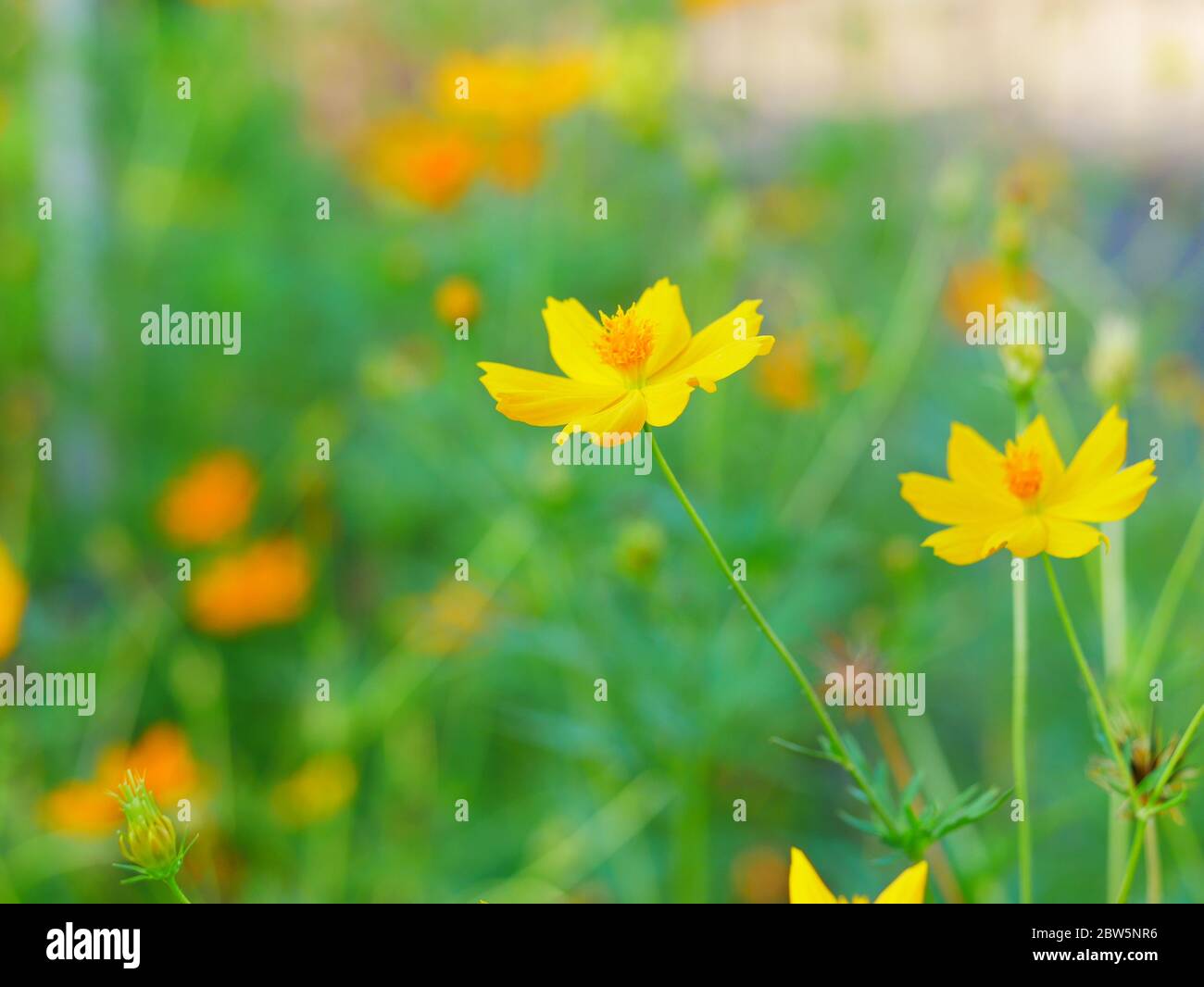 Cosmos sulfureus ist auch bekannt als Schwefel Kosmos und gelben Kosmos blüht im Garten. Weiches fokus mit unscharfem Hintergrund. Stockfoto