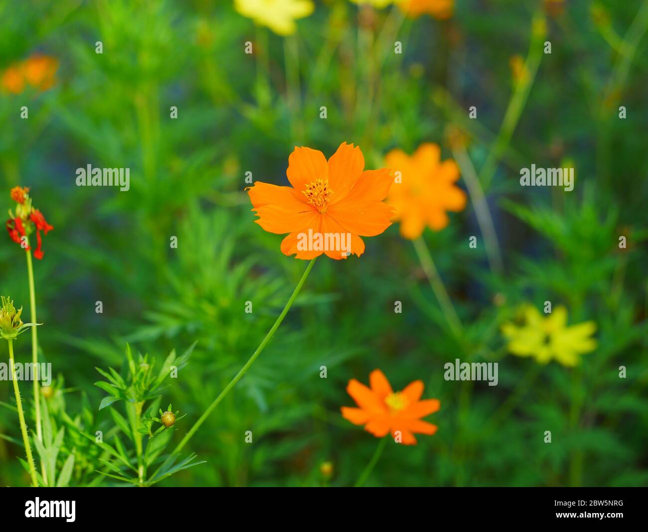 Cosmos sulfureus ist auch bekannt als Schwefel Kosmos und gelben Kosmos blüht im Garten. Weiches fokus mit unscharfem Hintergrund. Stockfoto