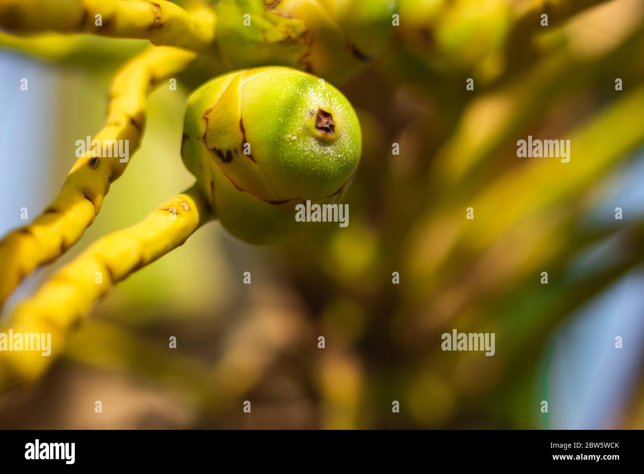 Frische neugeborene Baby Kokosnüsse auf einer Kokosnussbaumplantage.Angruppierung von frischen Baby Kokosnusspalmenfrüchten auf seinem Baum. Achinga , Kleine Kokosnuss, Kleine Kokosnuss Stockfoto