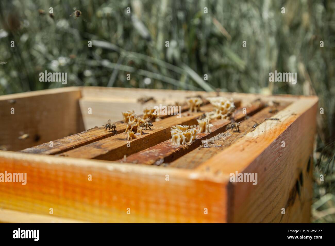 Gaziantep Turkei Mai Eine Bienenwabe Mit Bienen Auf Dem Bauernhof Abu Ratib Ein Syrischer Fluchtling