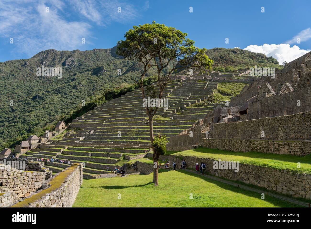 Zauberbaum in Machu Picchu angeblich aus einem Stab im Boden vor Jahren verlassen gewachsen. Stockfoto