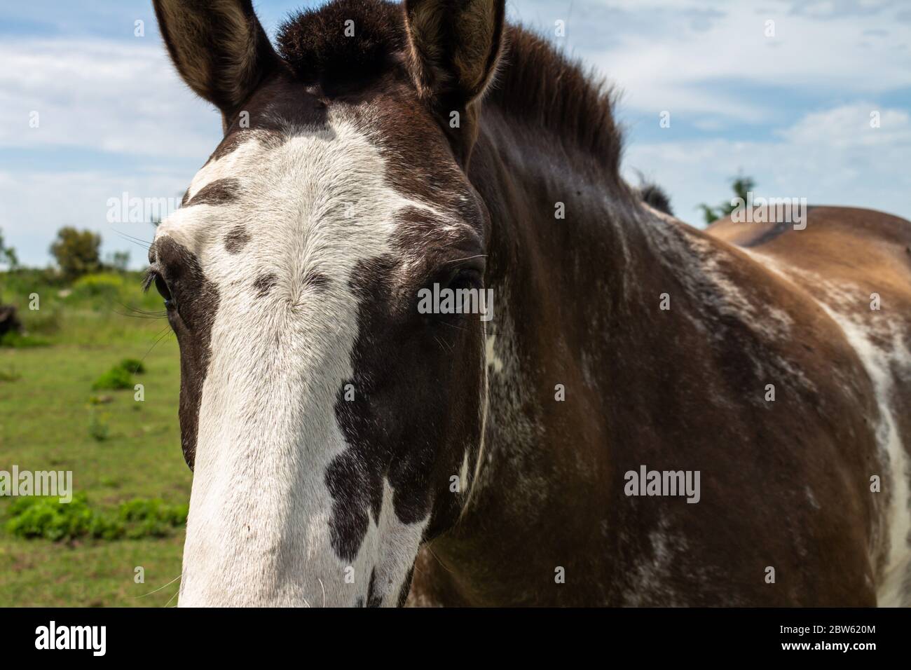 Schönes erwachsenes braun-weißes Pferd im Feld. Zweifarbiges Tier für die Feldarbeit. Stockfoto