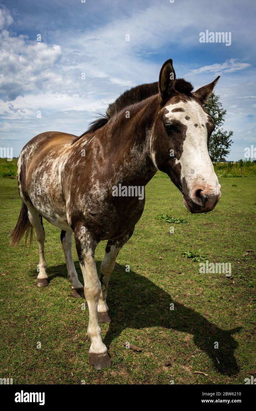 Schönes erwachsenes braun-weißes Pferd im Feld. Zweifarbiges Tier für die Feldarbeit. Stockfoto