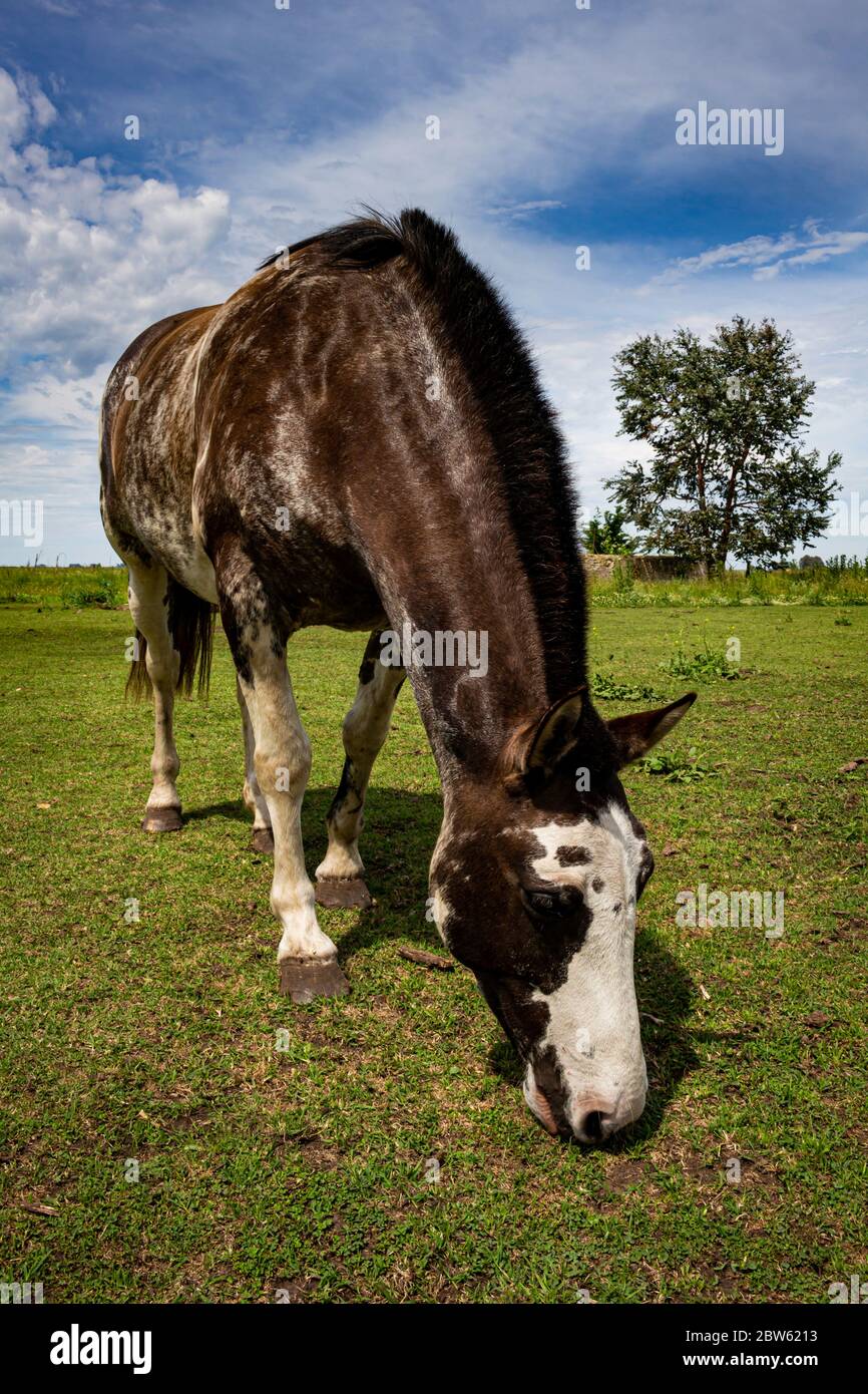 Schönes erwachsenes braun-weißes Pferd im Feld. Zweifarbiges Tier für die Feldarbeit. Stockfoto