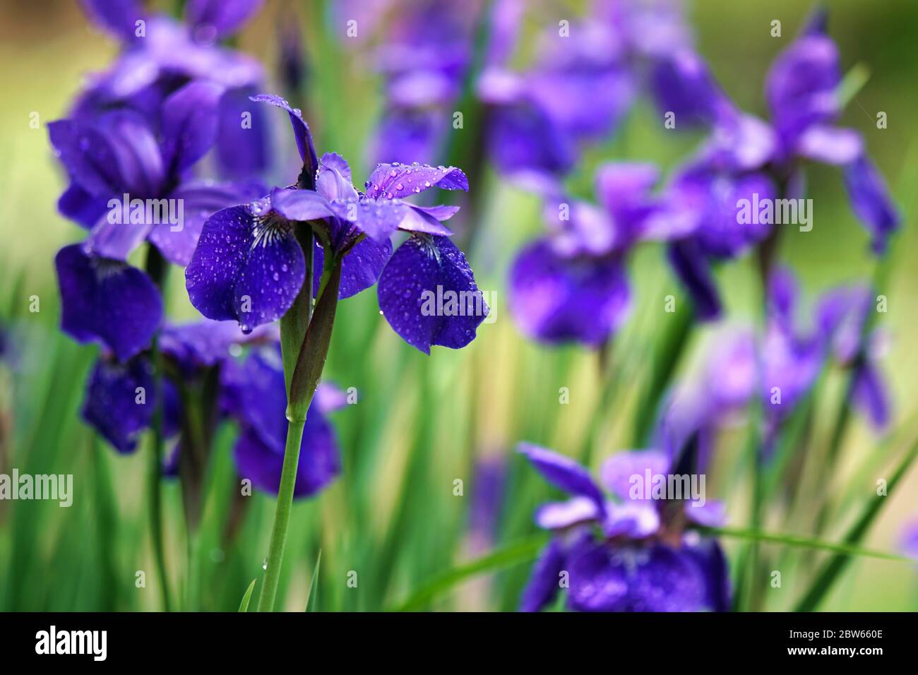 Lila Irises Nahaufnahme nach dem Regen Stockfoto