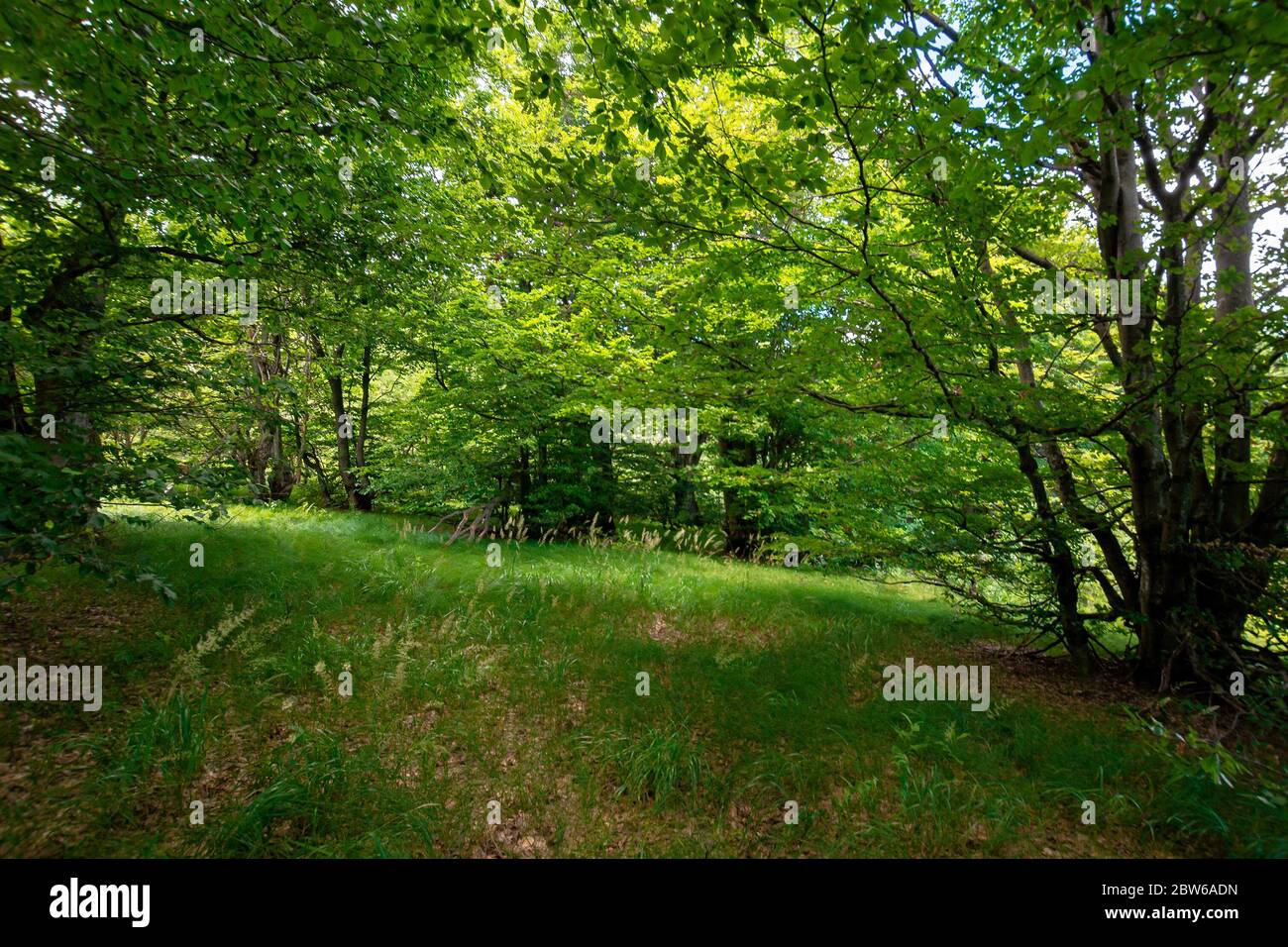 Buchenwald im Sommer. Bäume in üppig grünen Laub. Schöne Naturlandschaft Stockfoto