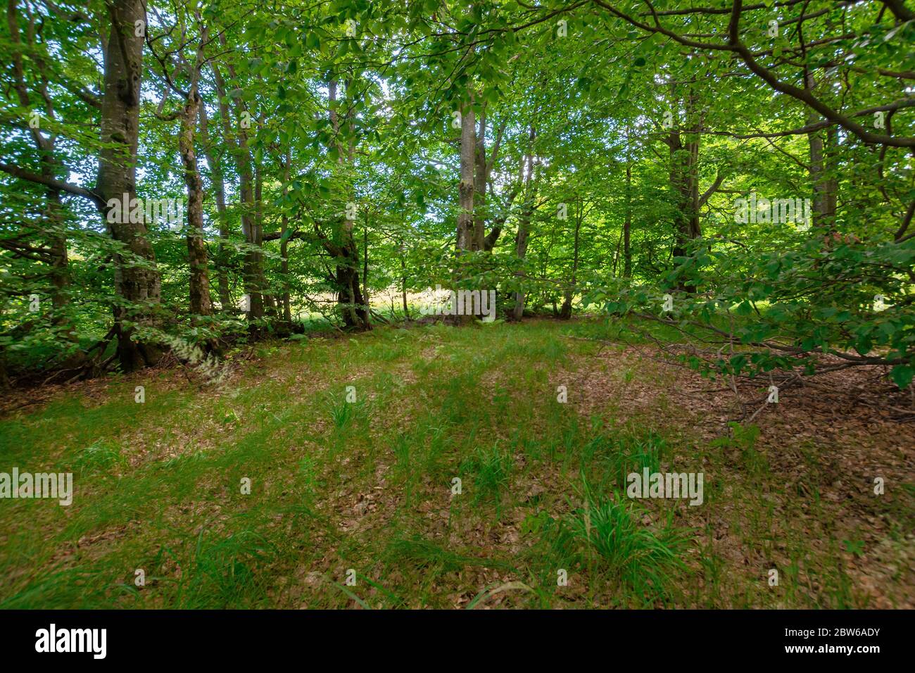 Buchenwald im Sommer. Bäume in üppig grünen Laub. Schöne Naturlandschaft Stockfoto