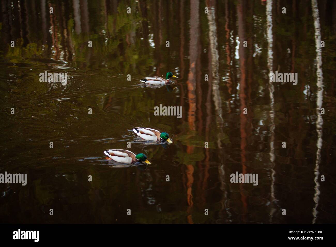 Enten in finnischen Wäldern, Waldspiegelung Stockfoto