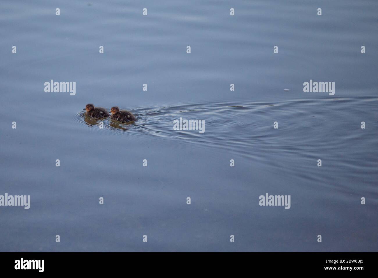 Enten auf einem See in Finnland Stockfoto