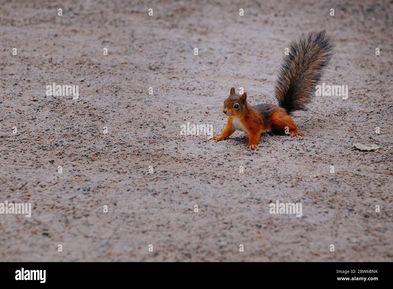 Eichhörnchen auf der Straße stehen Stockfoto