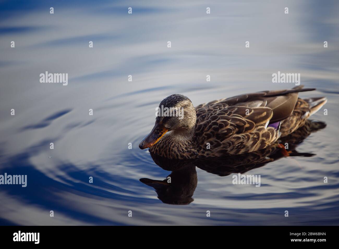 Nuuksio, Espoo, Finnland. Ente und bunte Reflexe im See. Stockfoto