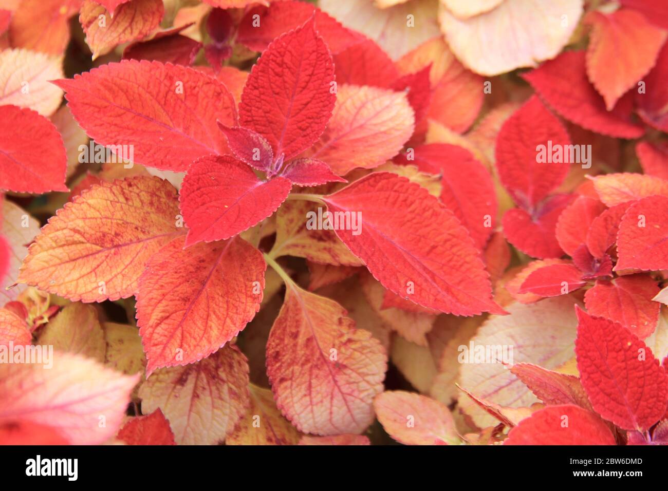 Birmingham Botanical Gardens in England, Großbritannien Stockfoto