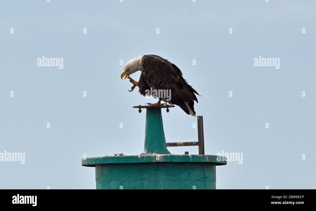 Weißkopfseeadler-Präerung Stockfoto