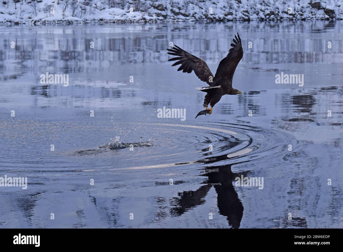 Sea Eagle - Lofoten Inseln Stockfoto