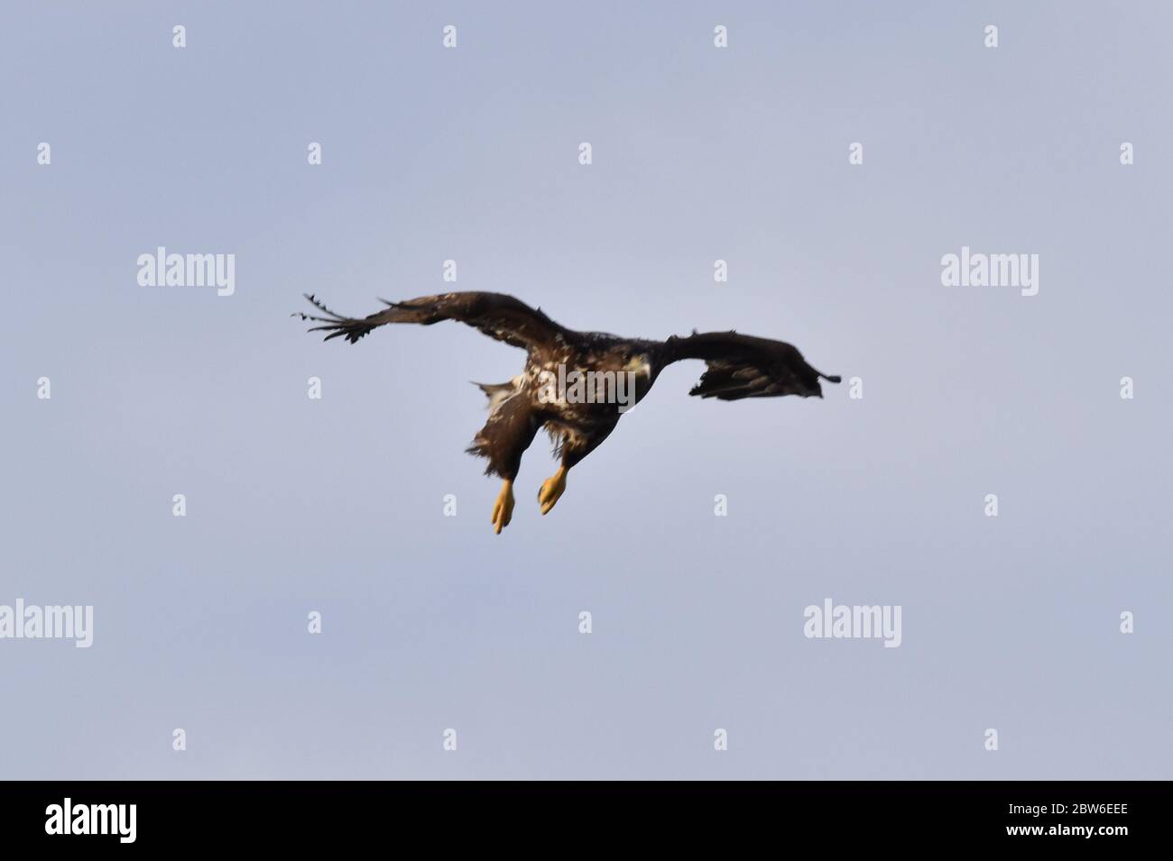 Seeadler im Flug - Lofoten Inseln Stockfoto