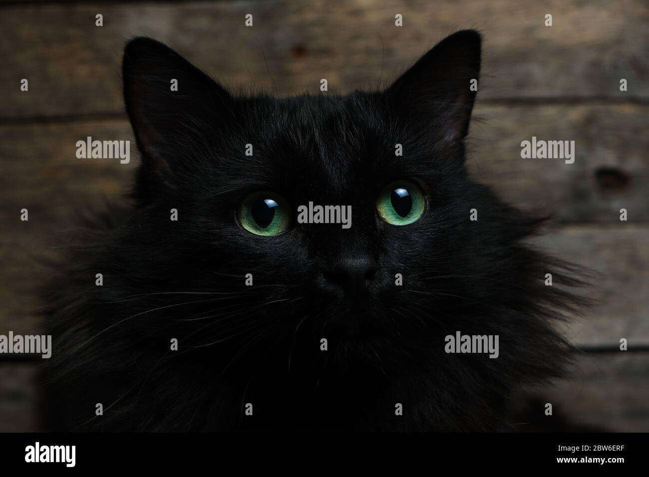 Schone Schwarze Katze Mit Grunen Augen Mit Einem Weissen Fleck Und Einer Flauschigen Mahne Holzhintergrund Stockfotografie Alamy
