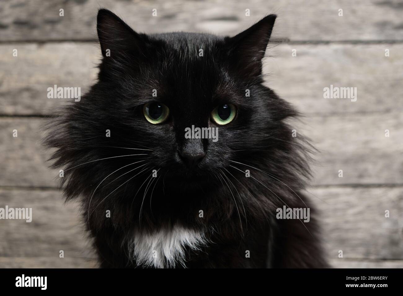 Schone Schwarze Katze Mit Grunen Augen Mit Einem Weissen Fleck Und Einer Flauschigen Mahne Holzhintergrund Stockfotografie Alamy