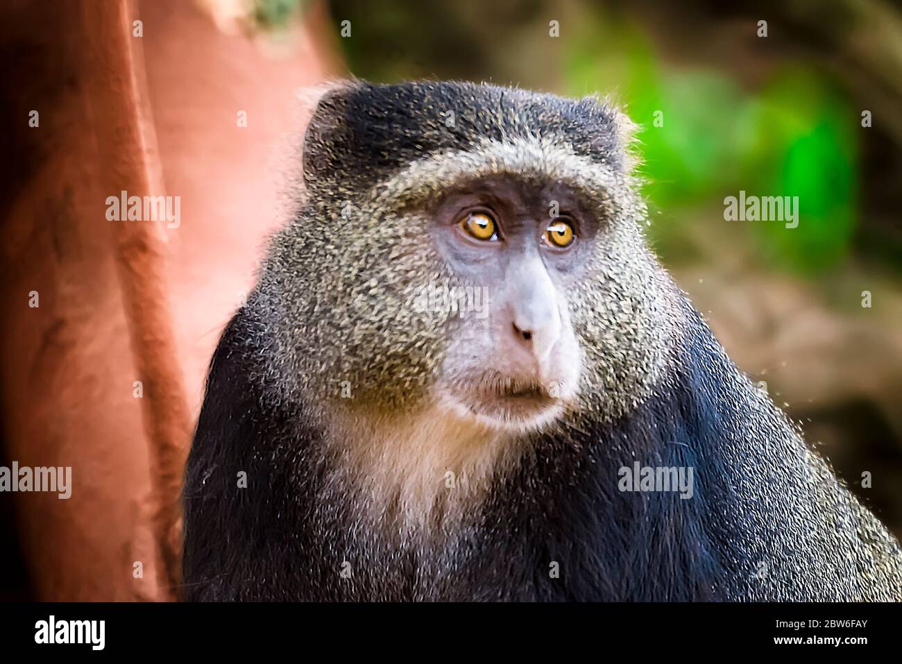 Ein Pavian (Papio anubis), der im Wald in der Nähe des Manyara-Sees in Tansania erschossen wurde Stockfoto