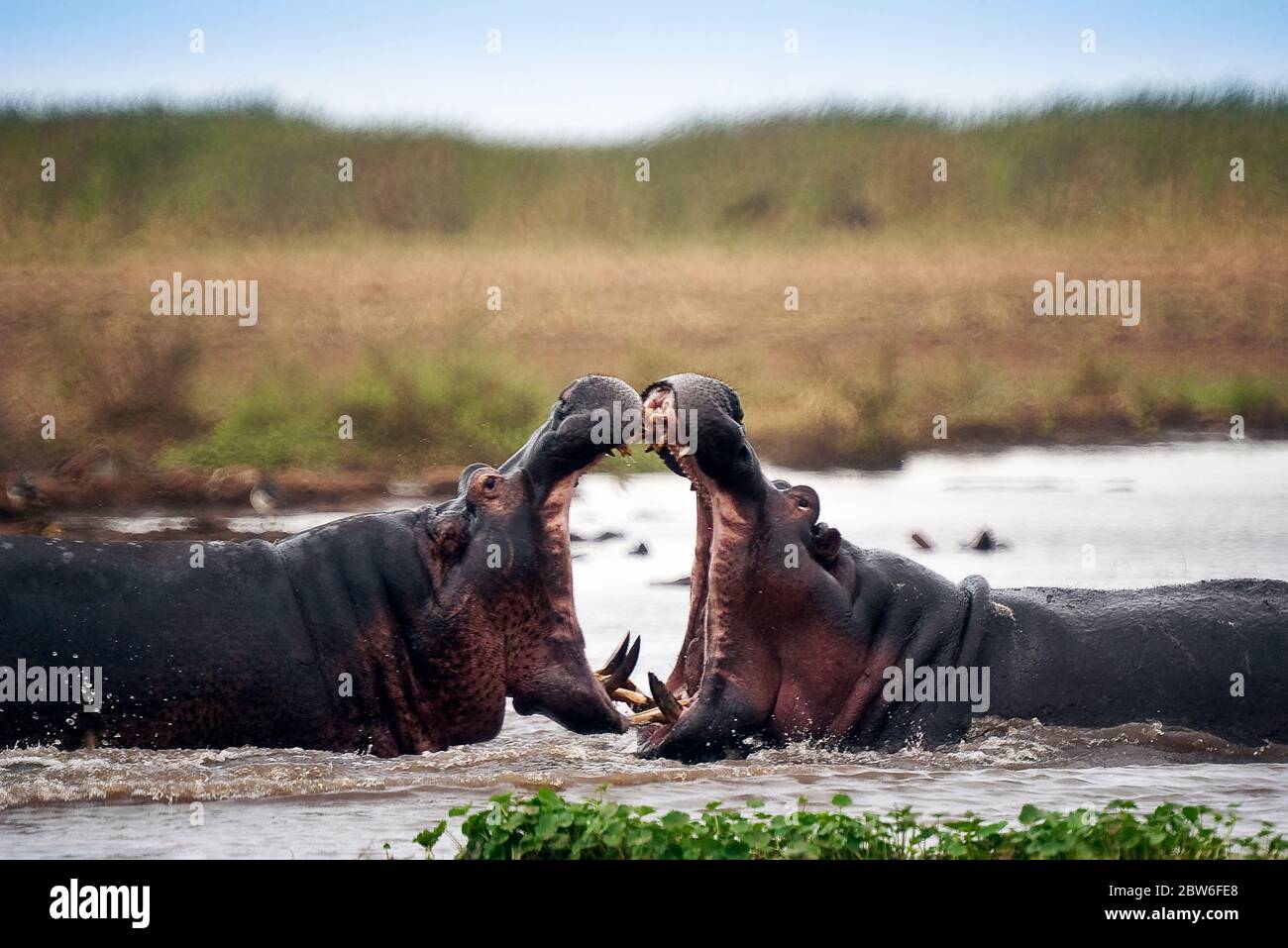 Zwei Flusspferde kämpfen in den Gewässern des Manyara-Sees in Tansania. Stockfoto