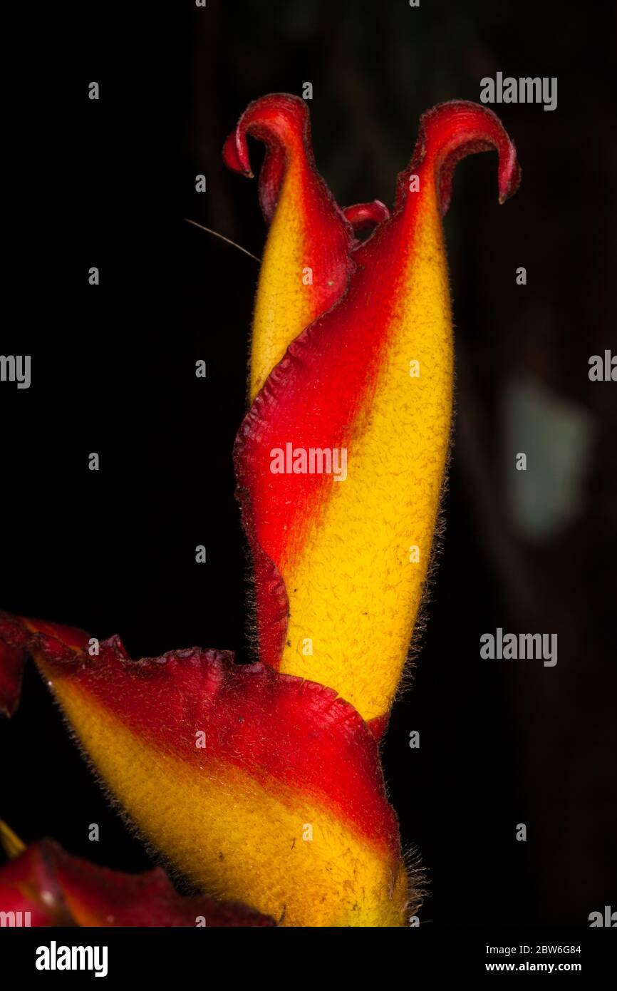 Farbenfrohe Heliconia-Blüten im Unterholz des üppigen Regenwaldes im Nationalpark Altos de Campana, Provinz Panama, Republik Panama. Stockfoto