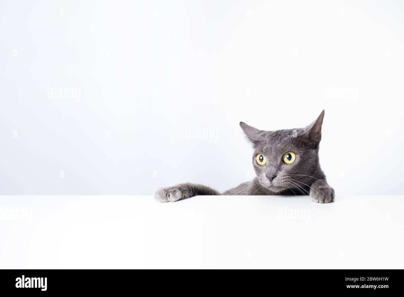 Ausdruck und Geste einer russischen blauen Katze, die als Banner verwendet werden kann. Ein Katzenporträt. Stockfoto
