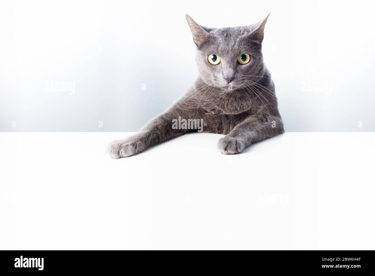 Ausdruck und Geste einer russischen blauen Katze, die als Banner verwendet werden kann. Ein Katzenporträt. Stockfoto
