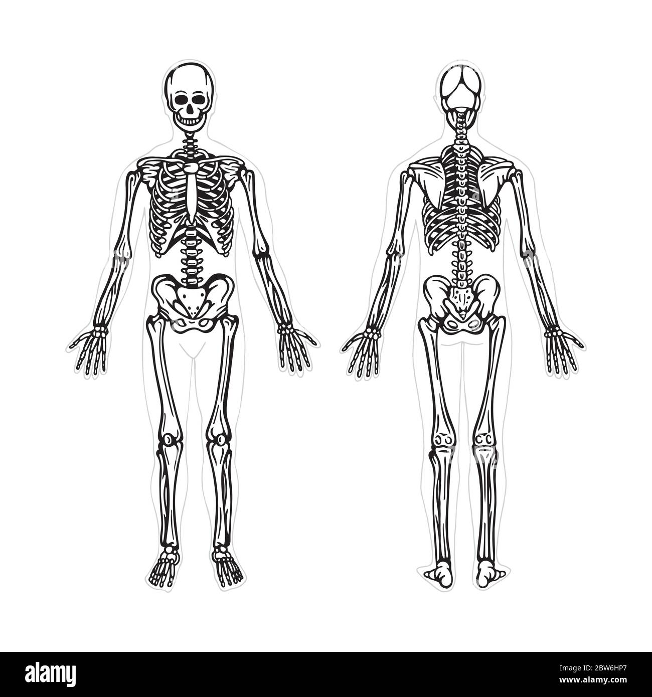 Skelett. Menschliches Skelett Hand gezeichnet Vektor Illustration. Menschliches Skelett Vorder- und Rückansicht. Knochensystem. Teil des Sets. Stock Vektor