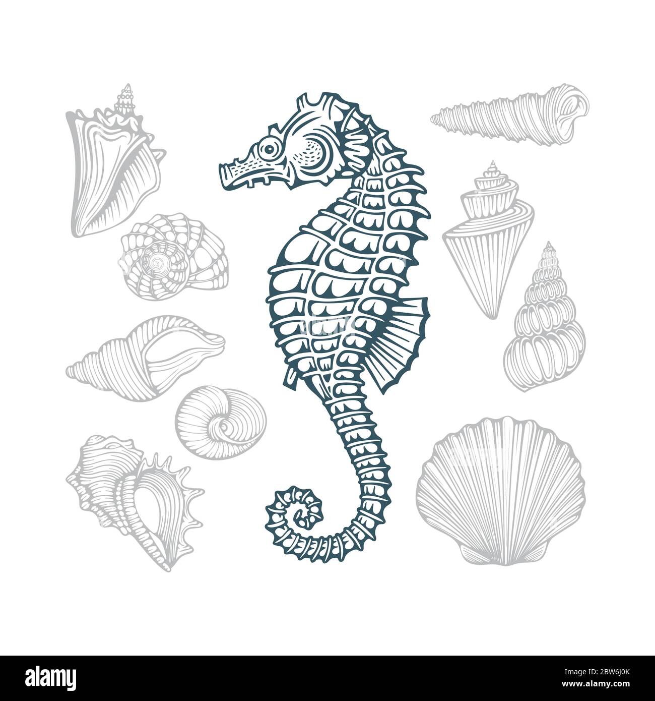 Seepferdchen und Seashells. Verschiedene Muscheln Hand gezeichnete Vektor-Illustrationen gesetzt. Teil des Sets. Stock Vektor